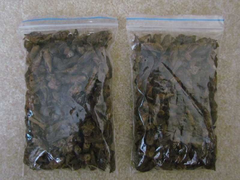 АЗИАТСКАЯ МЕДВЕДКА для лечения туберкулеза, пневмонии