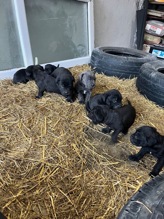 Cane corso чистокръвни