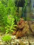 Creveti cristal red
