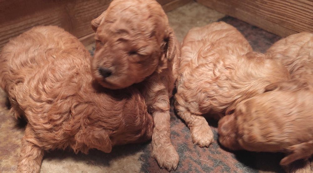 Той и мини пуделчета