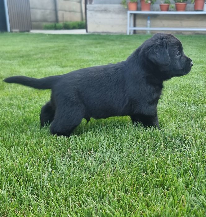 Labrador retriever negru
