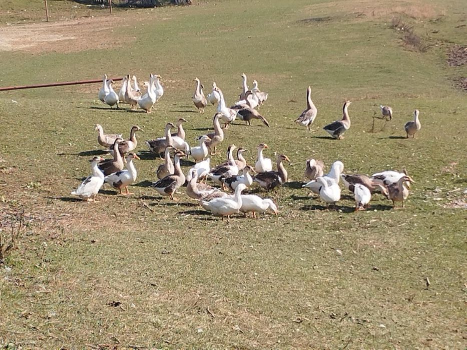 Vând gâște leșești tinere!