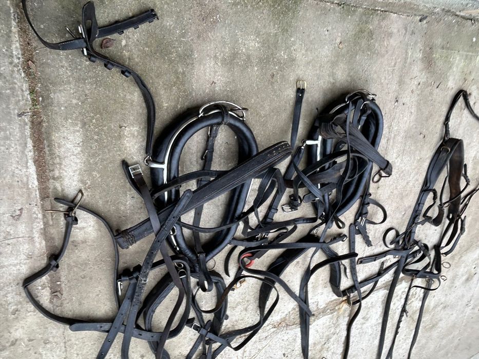 Cai hamuri de vanzare stare foarte buna