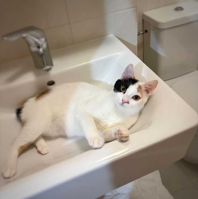 Ești smart? Adoptă o pisică pe măsură!