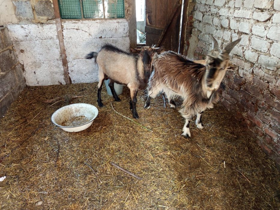продам 2 козла, мальчики