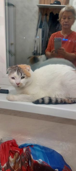 Продам кошку вислоухлая