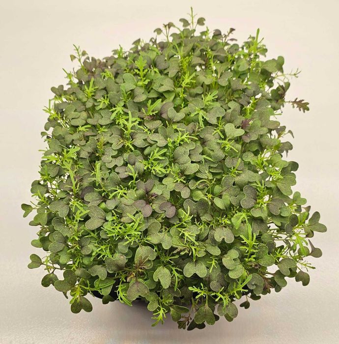 Микрозелень в наличии