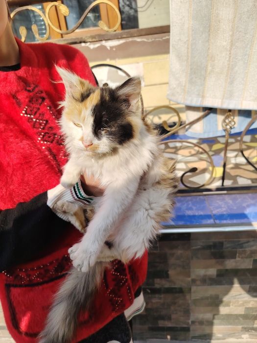 Уй Мушук сотилади