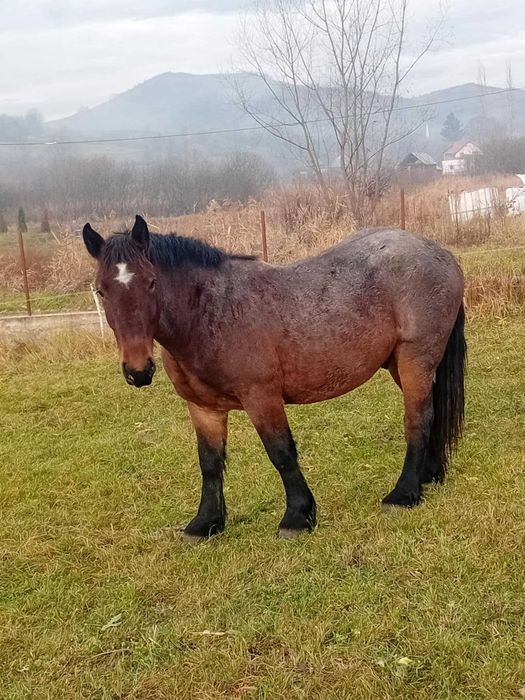 Vand manz de 2 ani jumătate!