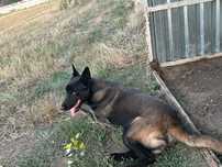 Ciobănesc malinois
