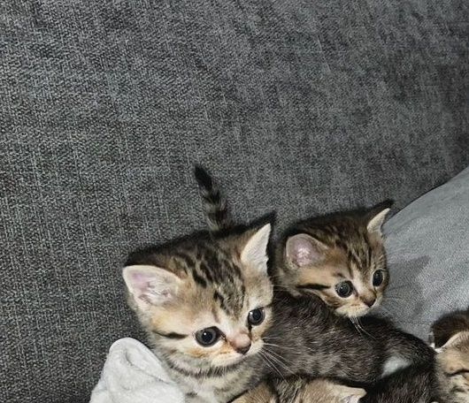 Котята вискас девочка, 1.5 мес есть яндекс дост