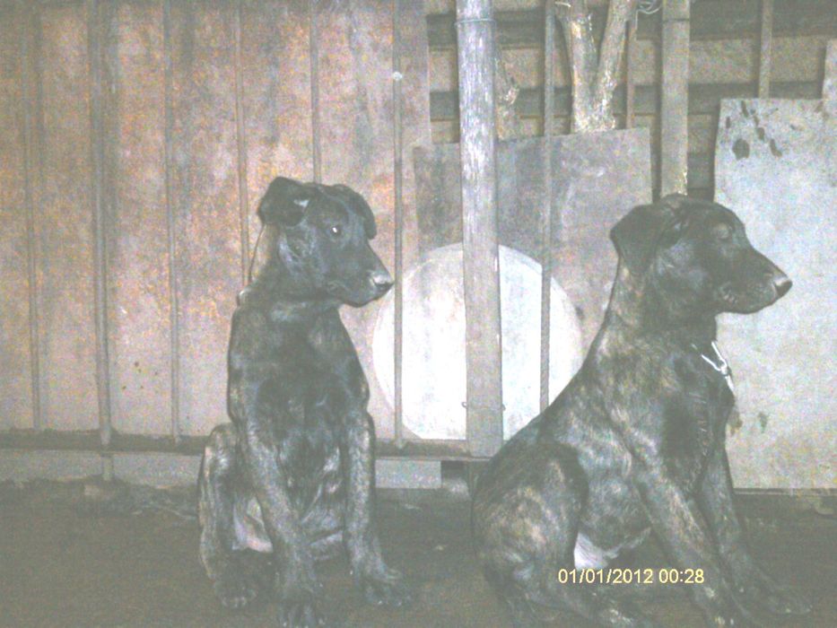 Белгийска и холандска овчарка