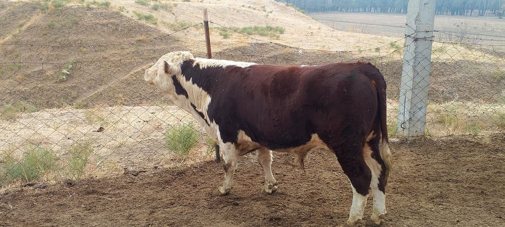 Тоза Гренфорд 1 сорт букалар сотилади