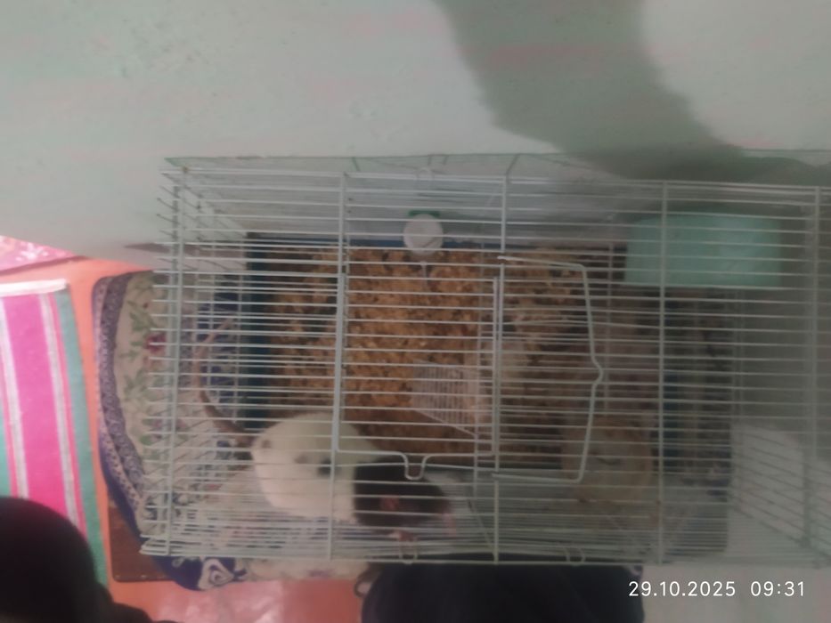 Продам клетку с крысой