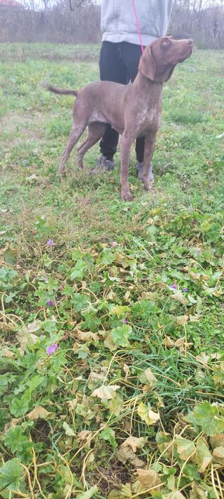 Куцхаар женски на 3г.