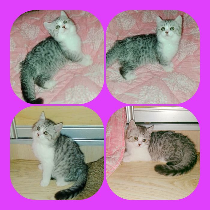 Роскошные котята Скоттиш фолд и Страйт биколор , мрамор.