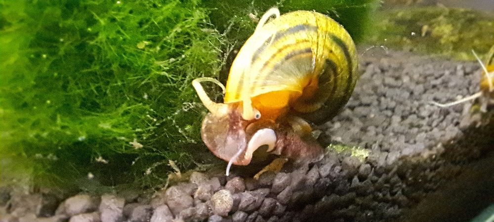 Creveti neocaridina , melci și pesti acvariu