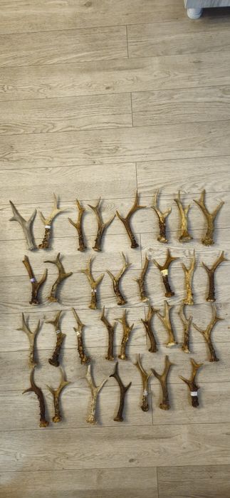 Vand trofee si coarne cerb carpatin+lopatar,caprior.Vezi 8 poze