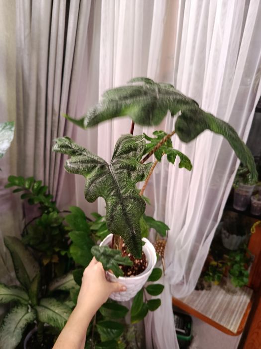 Продам комнатные цветы