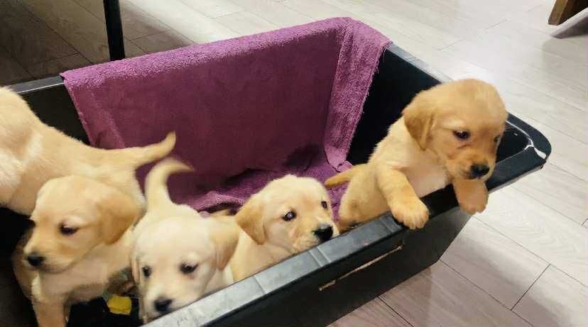 Cățeluși labradori