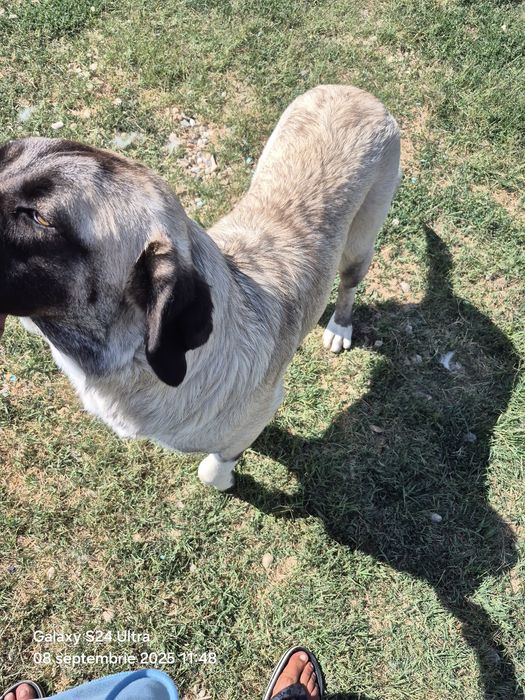 Catelusa 7 luni,vaccinata cipata!!