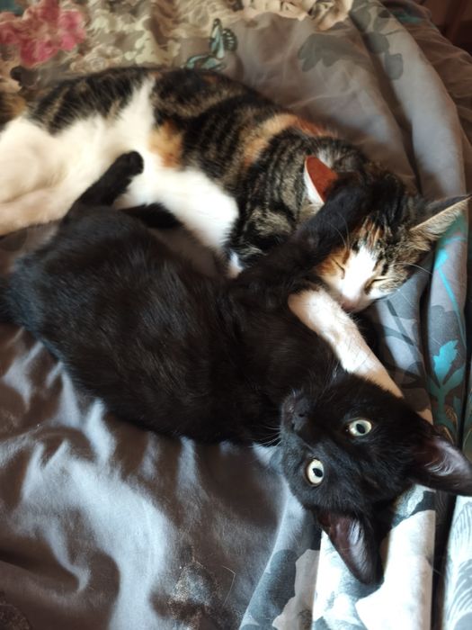 Подарявам малко мъжко котенце