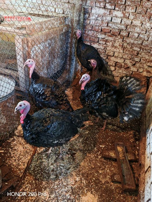 Продавам пуйки порода Артисан