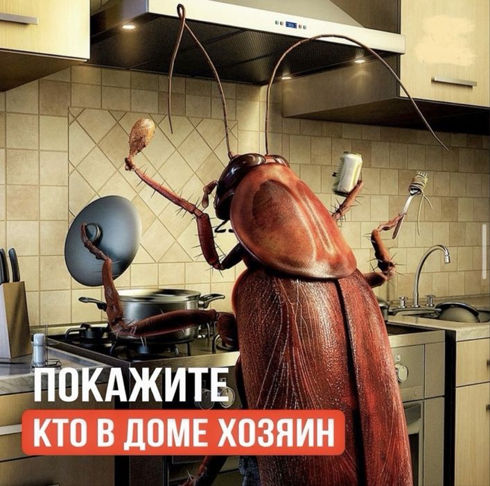 Chistodez.uz — Профессиональная дезинсекция  дезинфекция в Узбекистане