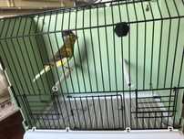 Canari masculi si femele timbrado