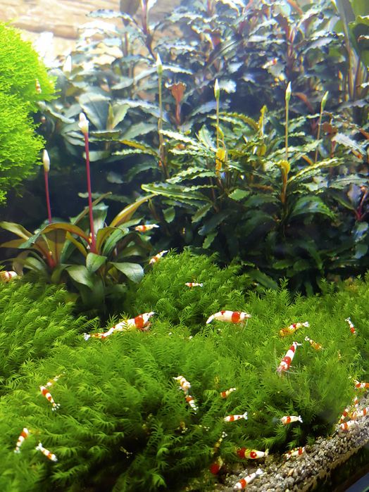 Moss acvariu/Muschi natural Coral Moss/Fissidens/Christmas/Flame/Pelia