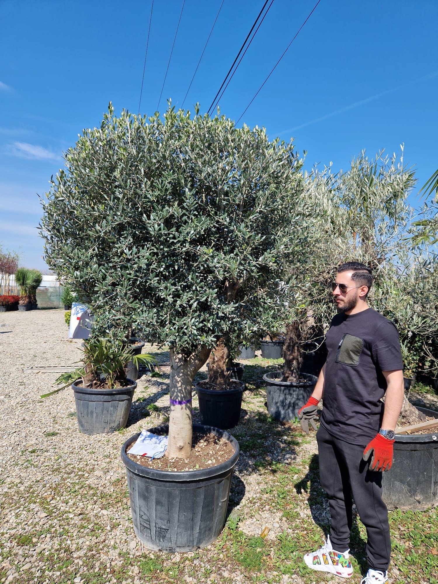 Bonsai din maslin, olea europaea 2m - 3m