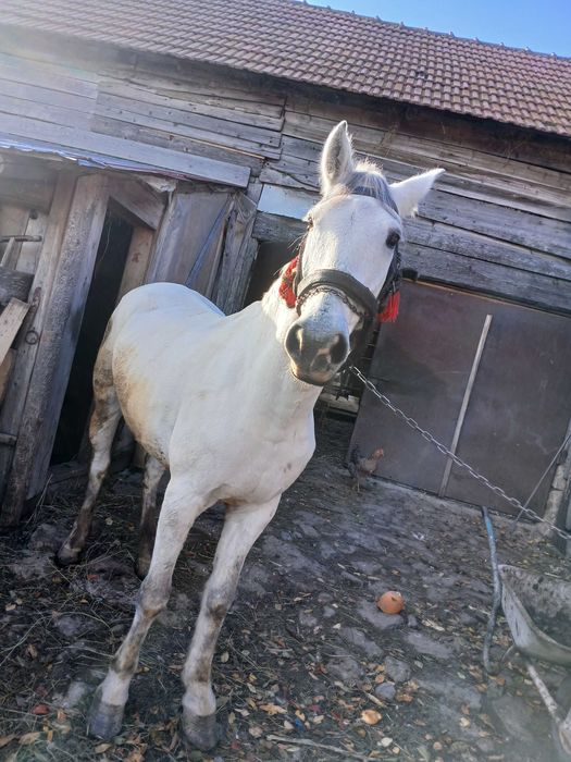 Vand cal alb castrat