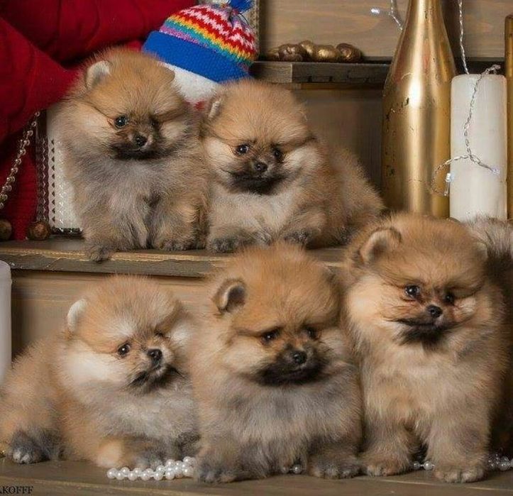 Бронь на щенков шпиц