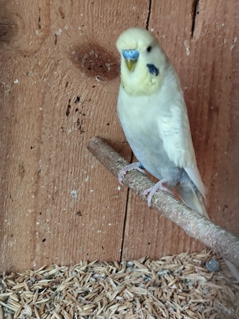 Peruși ,pui și tineret