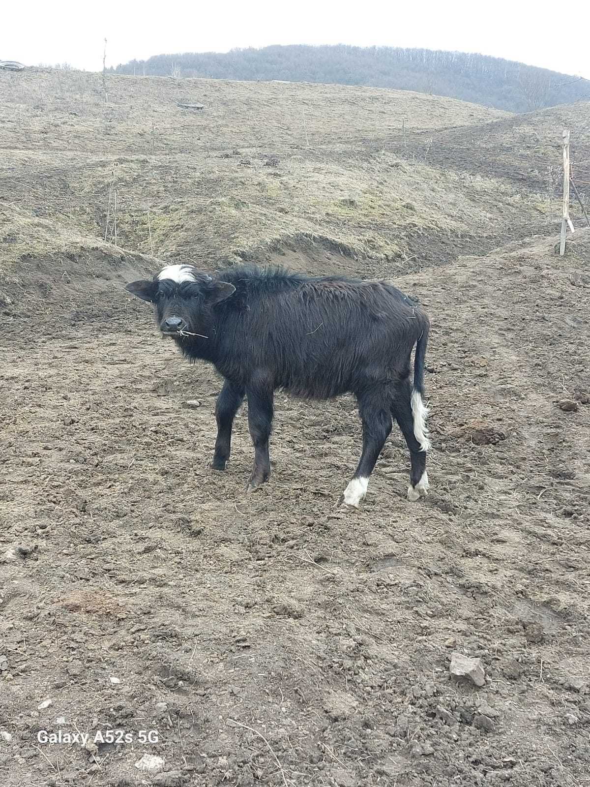 2 Taurasi de Bivol de tinut