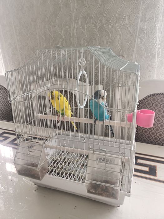 Өлен айтады,уйде болғанына 1-2ай болды