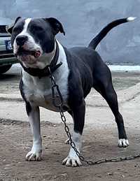 American Staffordshire Terrier (Blue)