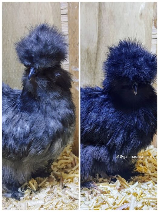 Шолк ок хуроз сотилади