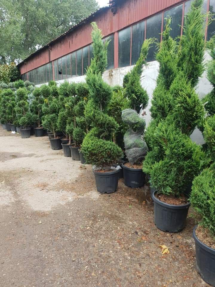 Plante ornamentale la prețuri de producător :
- tuia smaragd ( 1,2m -