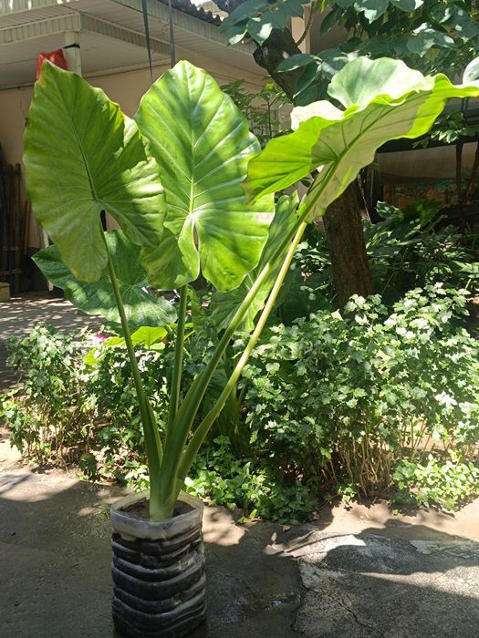 Уй ва офис учун гуллар