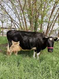 Vaca pentru lapte crescuta cu cereale ,lucerna și verdeață.