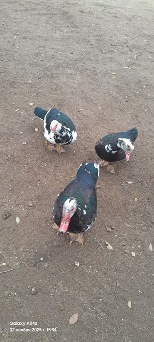 Индаутка сатылады