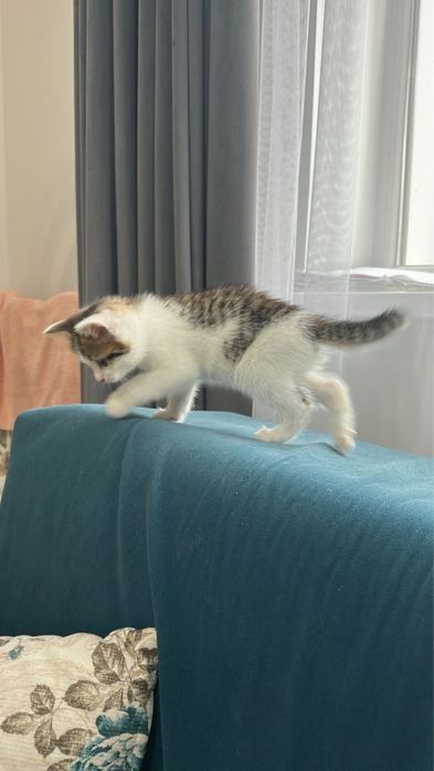 Отдам котенка даром