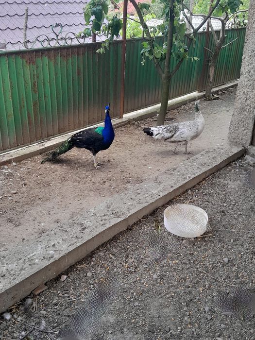 Vând pâini umăr negru pereche