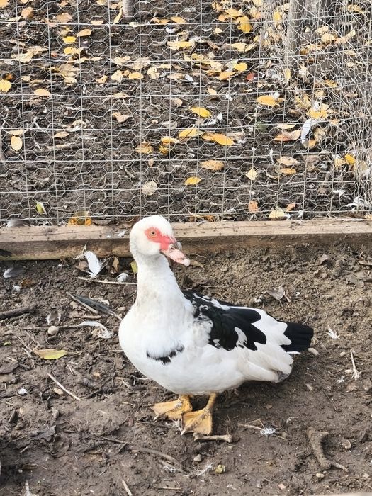 Rațe mute leșești tineret familie 9