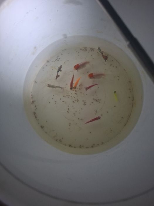 Продам аквариум  с рыбками с обогревателем с кислородом