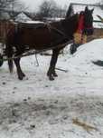 Vând iapă și armăsar