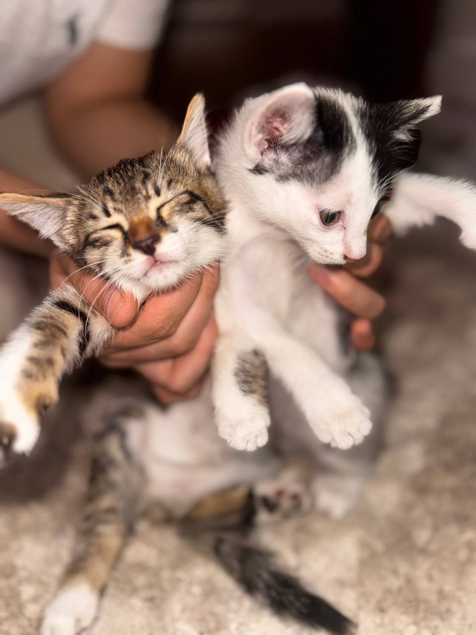 Продаются котята