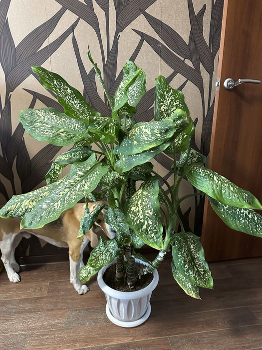 Продается диффенбахия