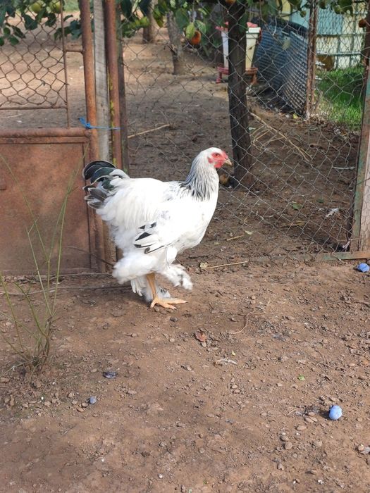 Cocosi Brahma HD si Potarnichiu